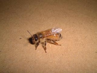 西洋ミツバチの働き蜂　左側面