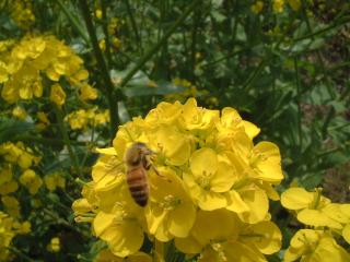 菜の花と西洋ミツバチ