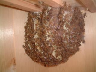 春に分封した日本ミツバチ新群の巣。