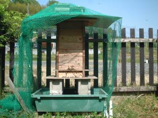 友達の日本ミツバチ巣箱。基部に水を張り、蟻を防いでいる