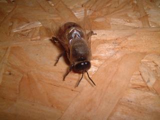 西洋ミツバチのオス蜂