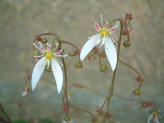 ユキノシタの花