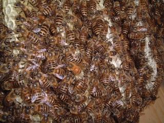 日本ミツバチの巣内で働く西洋ミツバチ