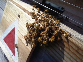 巣門前で大スズメバチを取り囲む西洋ミツバチ