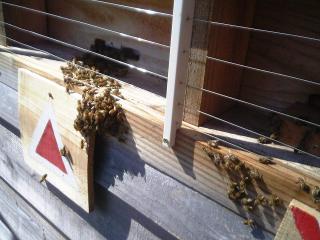 隣の巣箱の日本ミツバチは見ているだけ
