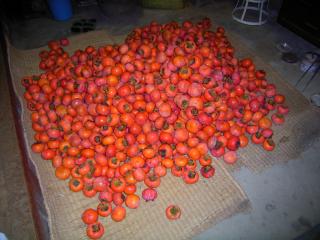柿の収穫