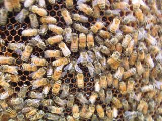 西洋ミツバチ群に同居する日本ミツバチ