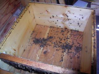 スズメバチに襲われたミツバチの巣箱の中