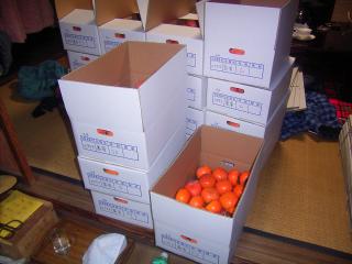 出荷する柿