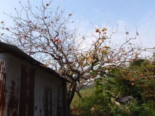 落葉病の柿の木