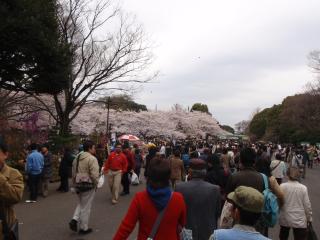四月の上野公園