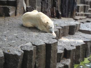 上野動物園白熊