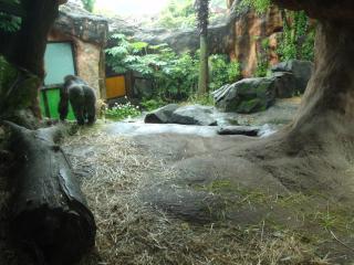 上野動物園ゴリラ
