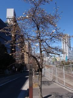 サイカチ坂の街路樹