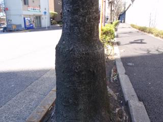 街路樹