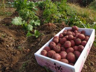 2011年に収穫した秋ジャガイモ