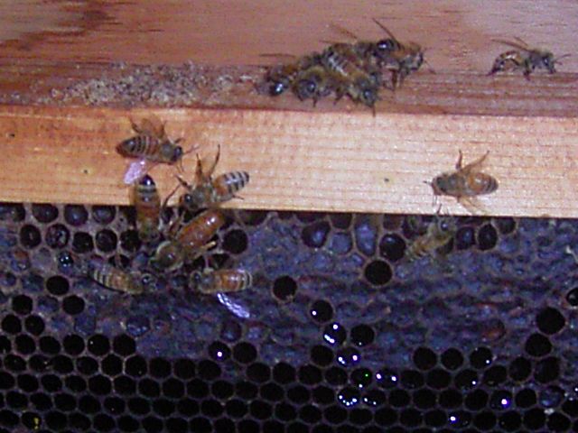女王蜂とわずかな働き蜂