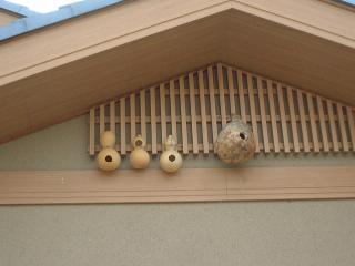 瓢箪を使った鳥の巣箱の設置