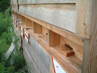 同一蜂舎内に住む日本ミツバチと西洋ミツバチ