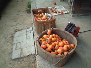 柿の出荷