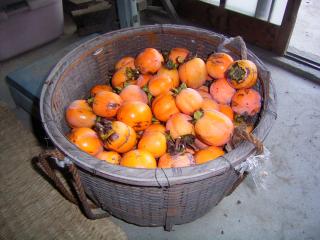 収穫した柿