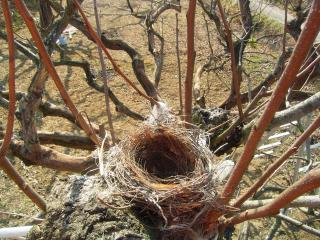 木の上の鳥の巣