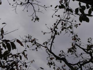 落葉病の柿の木