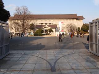 国立博物館のユリノキ