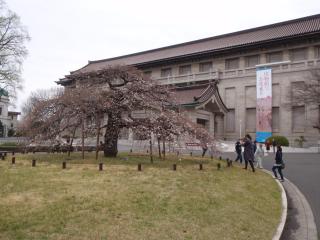 国立博物館のしだれ桜