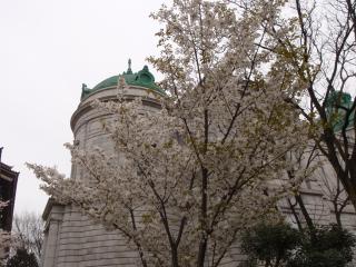 国立博物館の桜