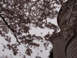 国立博物館の桜