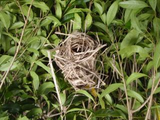 庭木の鳥の巣