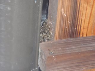 軒下の日本ミツバチ
