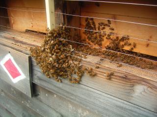 電気柵とミツバチ