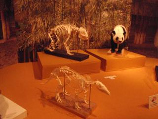 動物園の骨格標本