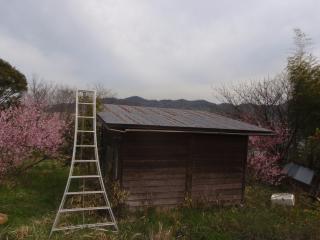 蜂舎の屋根