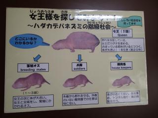 上野動物園へハダカデバネズミを見に行く