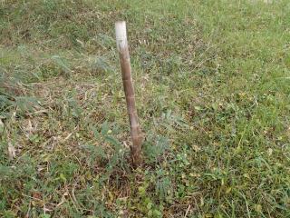 根まで枯れた竹
