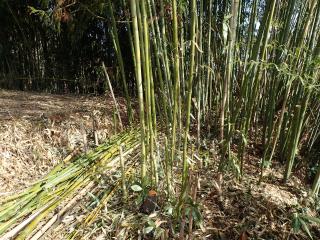 竹 真竹 を種から育ててみました